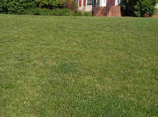 Weeding by William Robson for Amy N. in Indian Trail, NC
