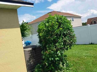 Bush Trimming by Judson Auguste for Phillip R. in Orange Park, FL