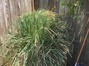 Bush Trimming by Brenton Seal for Laura M. in Virginia Beach, VA
