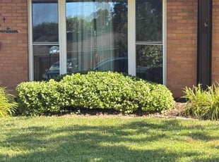 Bush Trimming by Maura Murillo for Angel E. in Belleville, IL