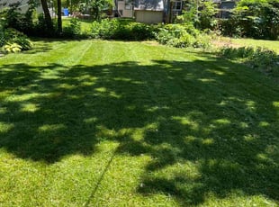Julie C.'s Lawn Mowing service result