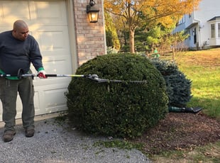 Bush Trimming by Orlando Guevara for Kumbwi C. in Burtonsville, MD