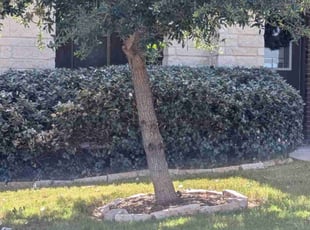 Bush Trimming by Marc Davis for Hailey R. in Converse, TX