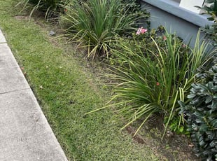Weeding by Devonta Wooten for Rebecca F. in New Orleans, LA