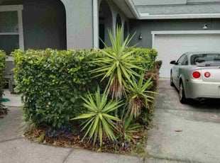 Bush Trimming by Nakia Fleming for Charles H. in Jacksonville, FL