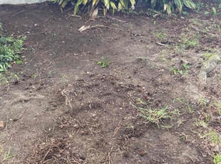 Leaf Removal by Arlisha Simmons for Isaiah S. in Norfolk, VA
