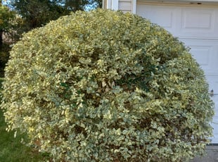Bush Trimming by Jose Pena for Tami H. in Charlotte, NC