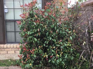 Bush Trimming by Rudy Davis for Rita D. in Dallas, TX