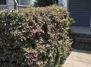 Bush Trimming by Kevin Terry for Thomas T. in Chapel Hill, NC