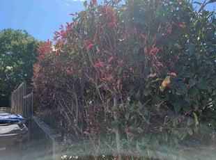 Bush Trimming by Eric Cruz for Andy G. in San Jose, CA