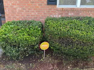 Bush Trimming by James Mozelle for Keith R. in Hampton, VA
