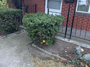 Bush Trimming by Gary Young for Kimberly J. in Warren, MI