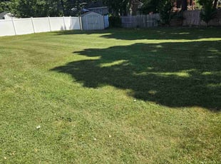 Apolonia G.'s Lawn Maintenance service result