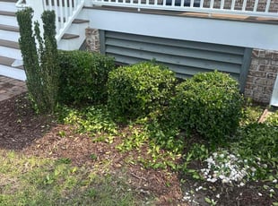 Bush Trimming by Antonio Shaw for Josh L. in Myrtle Beach, SC
