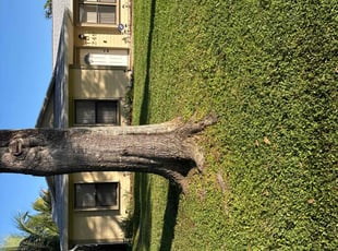 Willis S.'s Lawn Mowing service result