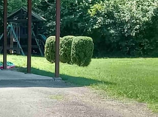 Bush Trimming by Terrance North for Alison R. in Cincinnati, OH