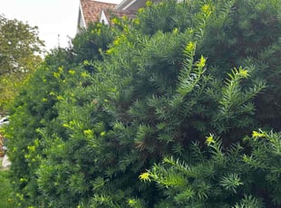 Bush Trimming by Juan Perez for Adrienne K. in Omaha, NE