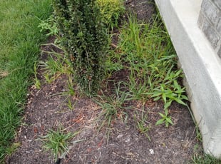 Landscaping by Robert Westwood for Dwight M. in Louisville, KY
