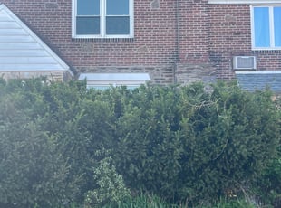Bush Trimming by DeHaven Pollard for Von M. in Drexel Hill, PA