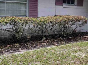 Bush Trimming by Christopher Roberts for Connie D. in Orlando, FL