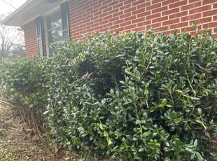 Bush Trimming by Gonzalo A Rodriguez for Erin Joy C. in Durham, NC