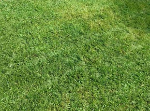 Steve A.'s Grass Cutting service result