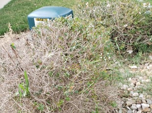 Bush Trimming by Juliana Ledezma for Chris S. in Round Rock, TX