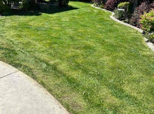 Nick K.'s Lawn Mowing service result