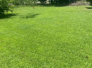 Linda G.'s Lawn Mowing service result