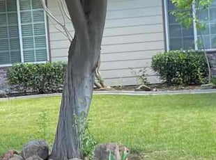 Eleanor W.'s Grass Cutting service result
