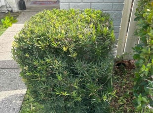 Bush Trimming by Ramon Taguja for Linda R. in Brandon, FL