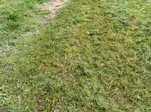 Kenton B.'s Lawn Mowing service result