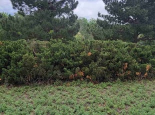Bush Trimming by Brennen Spratte for Saraya B. in Colorado Springs, CO