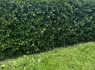 Bush Trimming by Josue Nunez for Camille V. in Orlando, FL