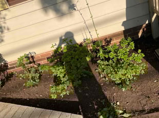 Leaf Removal by David Alexander for Daniel B. in Rockville, MD