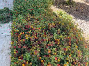Cleanups by Carlos Reyna for Sarah L. in Riverside, CA