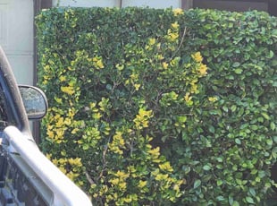 Bush Trimming by Juan Rodriguez for Mark W. in Sacramento, CA
