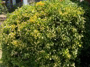 Bush Trimming by Derrick Graves for Layla N. in Washington, DC
