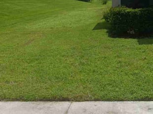 Philip R.'s Lawn Care service result