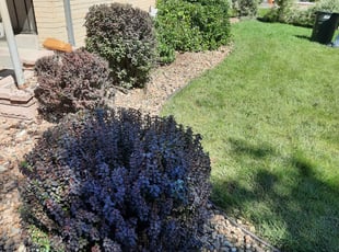 Bush Trimming by Mario Gonzales for Izzie B. in Denver, CO