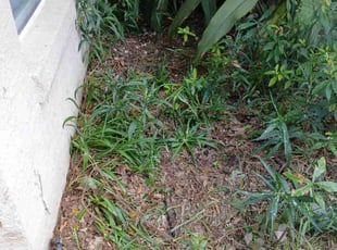 Weeding by James Stuckey for Pat B. in Ocoee, FL