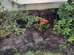 Weeding by Warren Thomas for Emily W. in New Orleans, LA