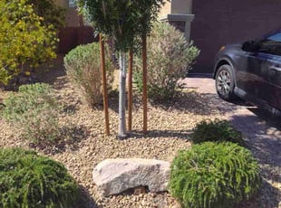Bush Trimming by Frankie Candate for Danielle G. in Las Vegas, NV