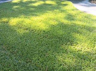 Nicholas G.'s Yard Cutting service result