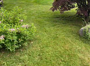 Stan L.'s Lawn Mowing service result