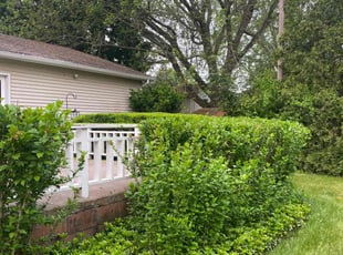 Bush Trimming by James Serio for Patricia W. in Rochester, NY