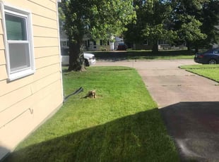 Laverne I.'s Lawn Mowing service result
