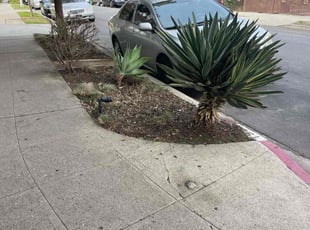 Leaf Removal by William Mendoza for Ryan J. in Los Angeles, CA