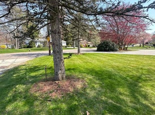 Lynn C.'s Lawn Maintenance service result