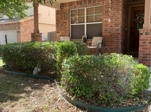 Bush Trimming by Stanmore Hinds for David B. in Cibolo, TX